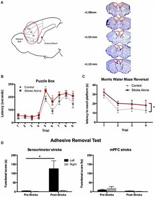 Cyclosporin A-Mediated Activation of Endogenous Neural Precursor Cells Promotes Cognitive Recovery in a Mouse Model of Stroke